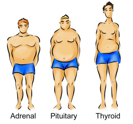 Man Body Type Chart