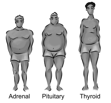 pic of 3 men body types