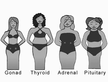 a pic of the 4 body types