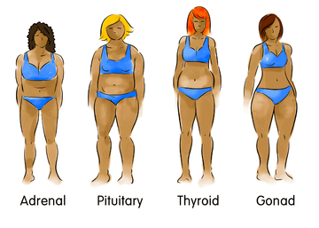 Pic of 4 body types