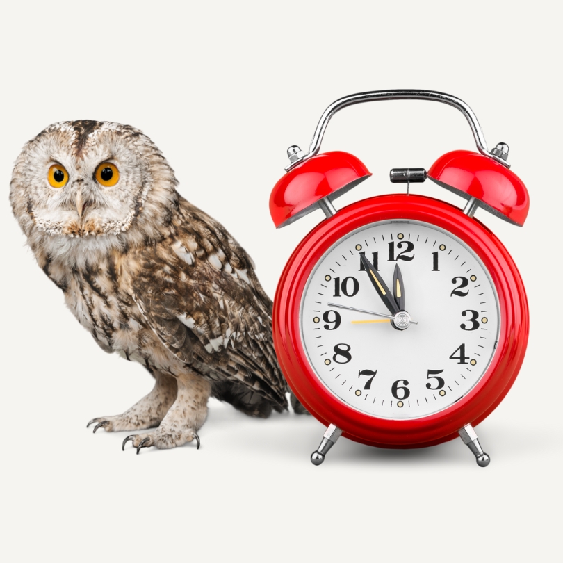 owl and clock graphic showing adrenal body type energy patterns