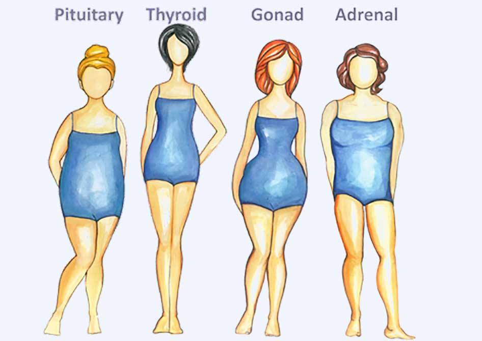 body types women