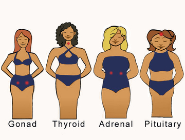 Photo of the 4 body types