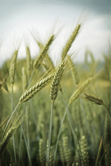 a pic of grain, not to be avoided part of the Six biggest Weight Loss Mistakes