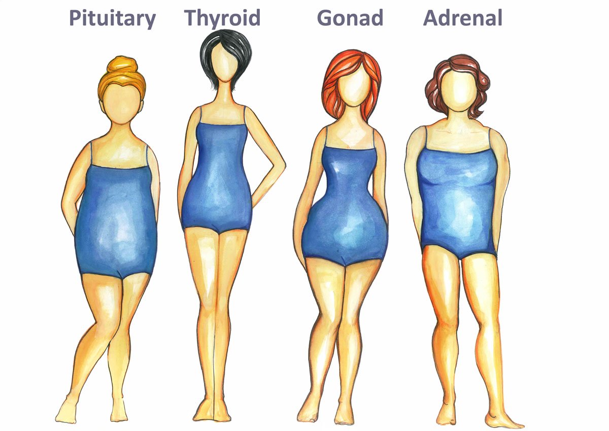 pic of the 4 body types including thyroid, the skinny body type