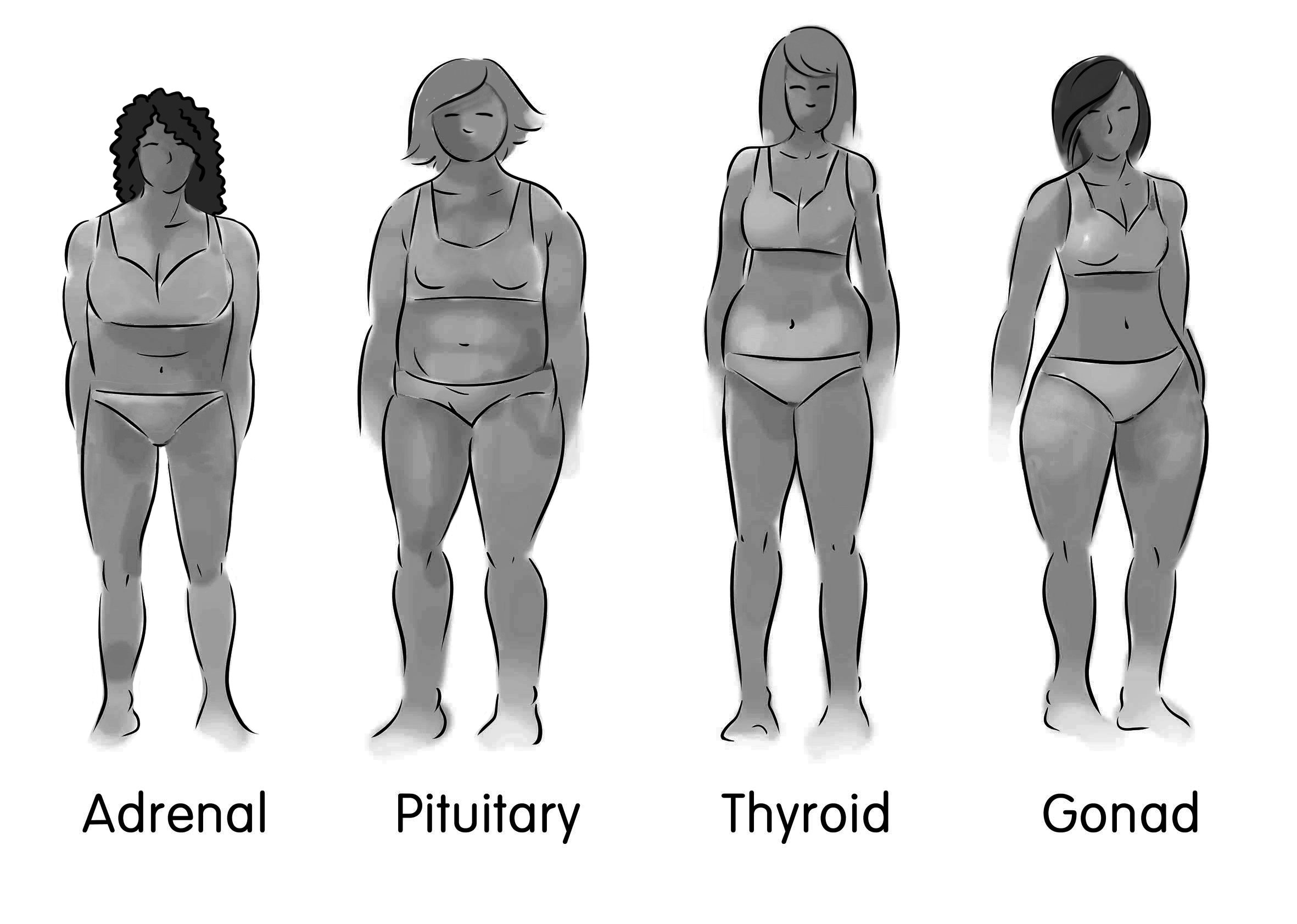 Pic of the 4 body types