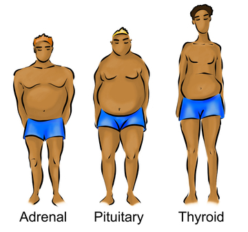 Pic of the 3 body types for men perfect for those men looking for west island weight loss