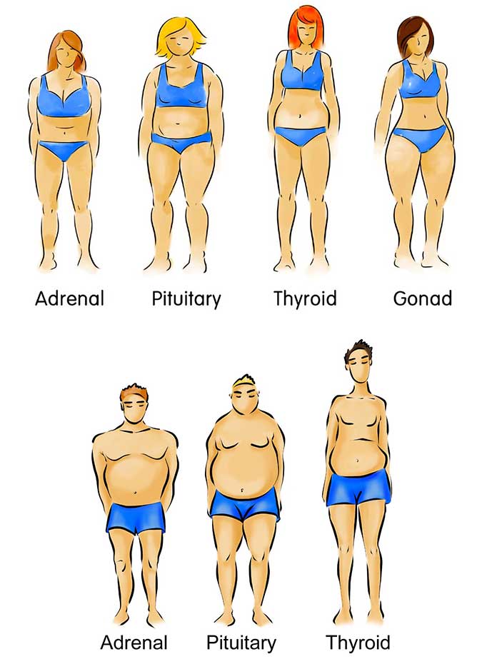 body types women and men