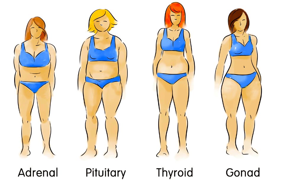 A pic of the 4 body type for women, Adrenal, pituitary, thyroid and pear, showing how body types and weight loss works better than any other diet.