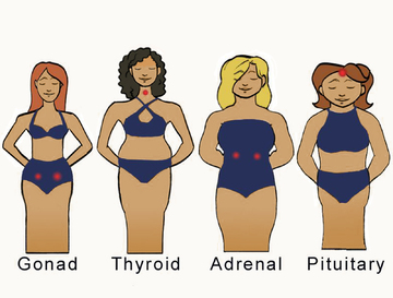 Photo of 4 body types