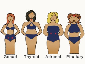 photo of the 4 body types