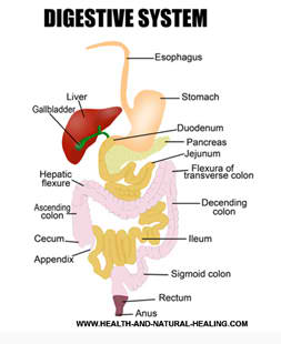 Digestive System