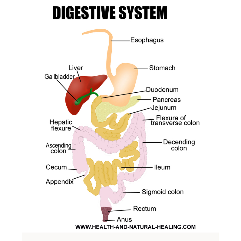 pic of the digestive system for your constipation home remedy