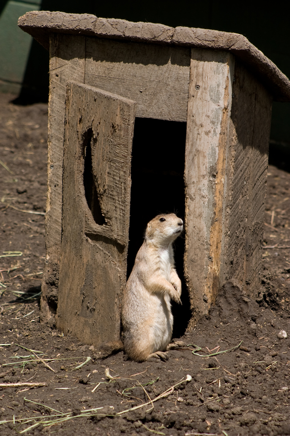 a picture showing an outhouse so you know that a liver cleanse recipe can help detox